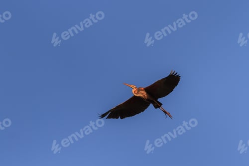 Preview: red heron (ardea purpurea) in flight