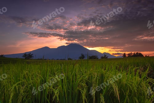 Preview: Beautiful morning view indonesia Panorama Landscape paddy fields