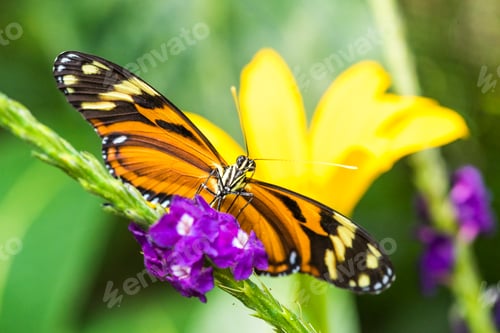 Preview: Butterfly, Arenal Volcano area, Alajuela, Costa Rica, Central America