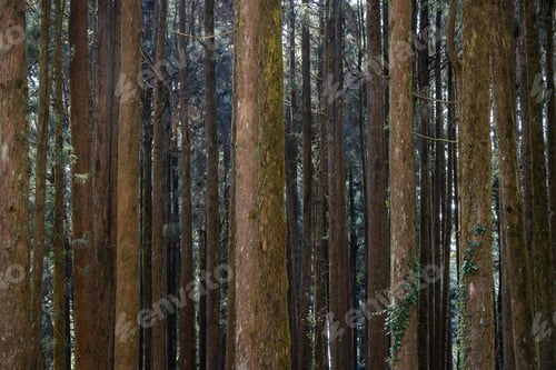 Preview: Green forest at Alishan National Forest Recreation Area
