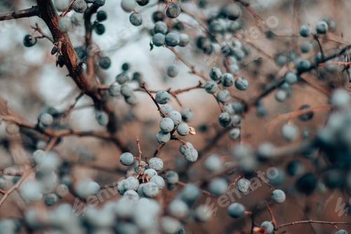 Preview: Wild blackthorn. Blue blackthorn berries on the branch at the late fall