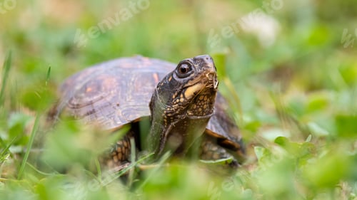 Preview: Eastern Box Turtle