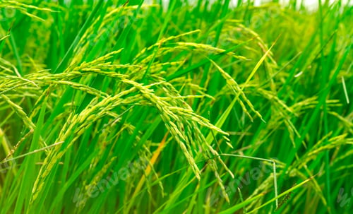 Preview: Green rice paddy field. Rice plantation. Organic jasmine rice farm in Asia. Rice growing agriculture