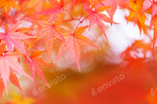 Preview: Maple tree