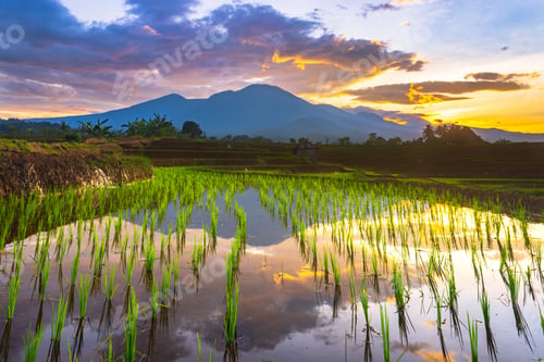 Preview: Beautiful morning view indonesia Panorama Landscape paddy fields with beauty color and sky natural