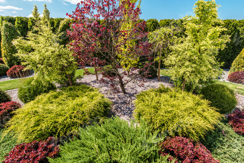 Preview: Backyard Garden Full of Colorful Decorative Trees