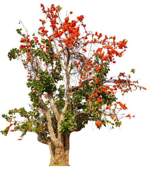 Preview: Vibrant Tree with Orange Flowers Isolated on White