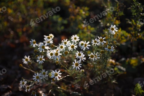 Preview: some flowers are growing out of the ground with leaves on it