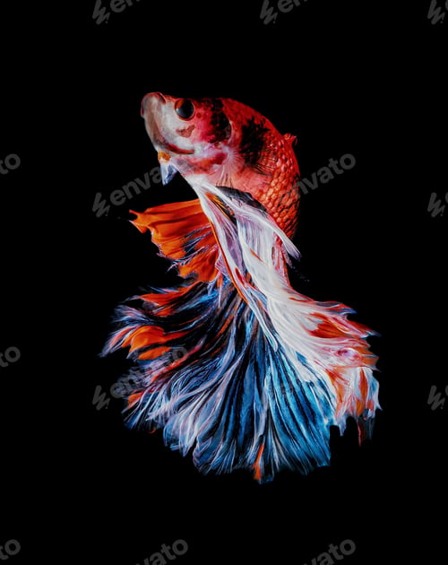 Colorful Beta Fish Swimming Gracefully in the Dark