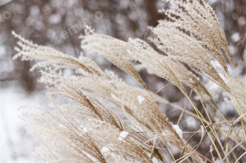 Preview: Snow covered dry panicles of Chinese pampas grass in the wind
