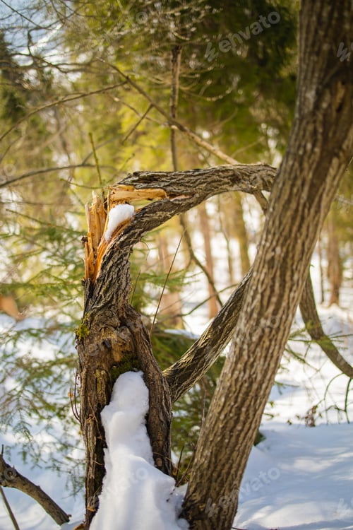 Preview: Broken tree in winter park, frost on branches