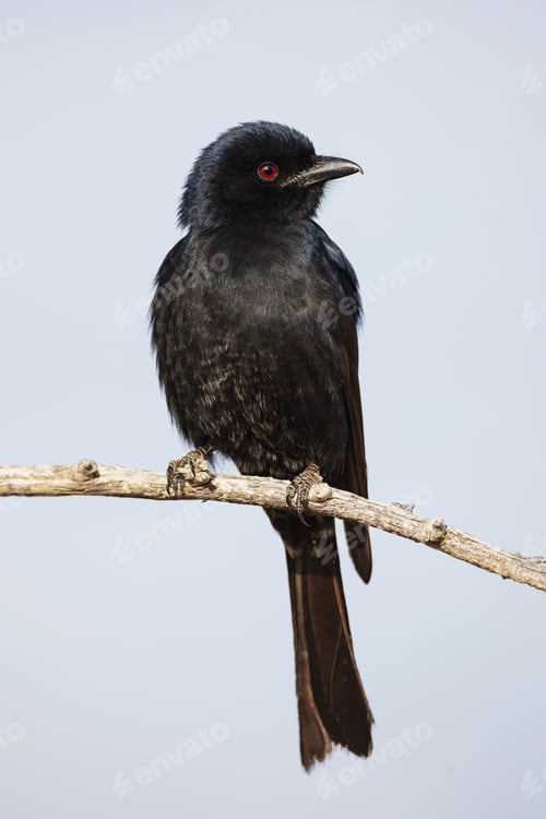 Preview: A fork-tailed drongo perched on a branch