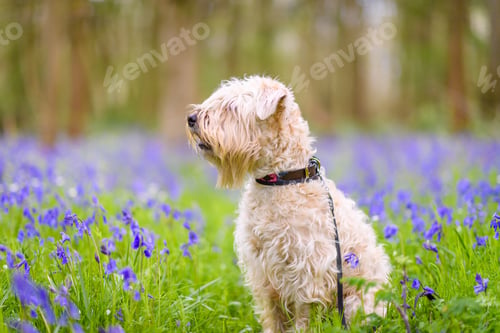 Preview: a soft coated wheaten terrier sitting amongst English bluebells in an ancient woodland