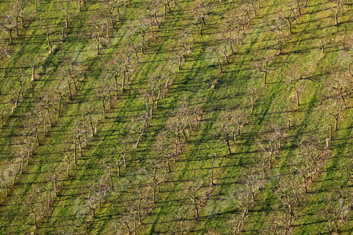 Preview: an aerial view of the barren field below a tree line