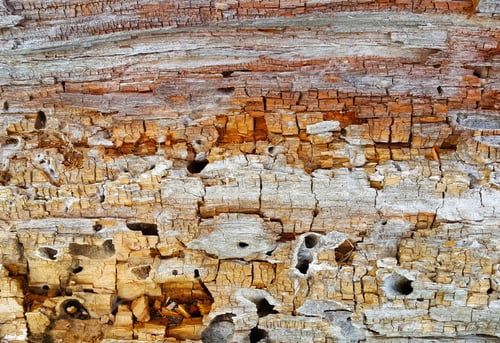 Preview: Texture of decaying crumbling wood trunk eaten by pests