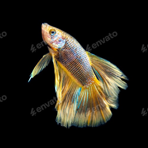 Preview: Gold Betta Fish