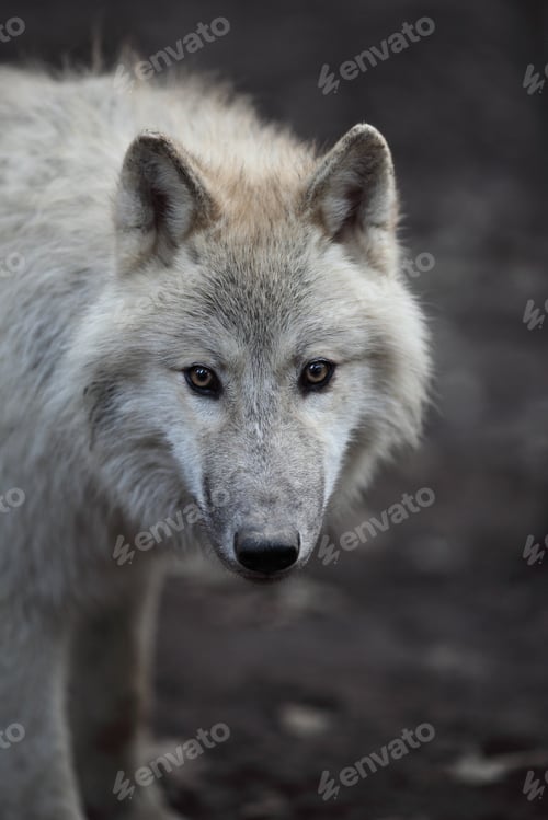 Preview: Arctic Wolf (Canis lupus arctos) aka Polar Wolf or White Wolf -