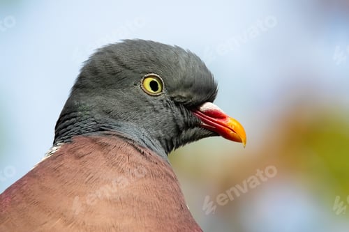 Preview: Close-up of alert common wood pigeon looking to the camera in summer