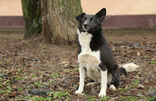 Preview: Homeless dog near tree outdoors. Abandoned animal
