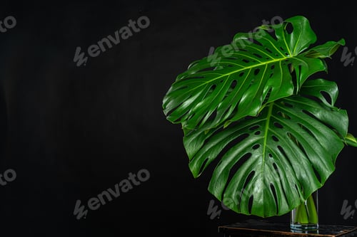 Preview: Monstera tropical plant leaf on black background