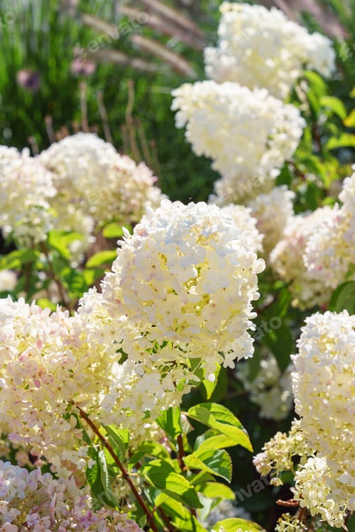 Preview: Close Up Of Blooming White Hydrangea Paniculata Flowers In Sunny Garden With Green Leaves Background