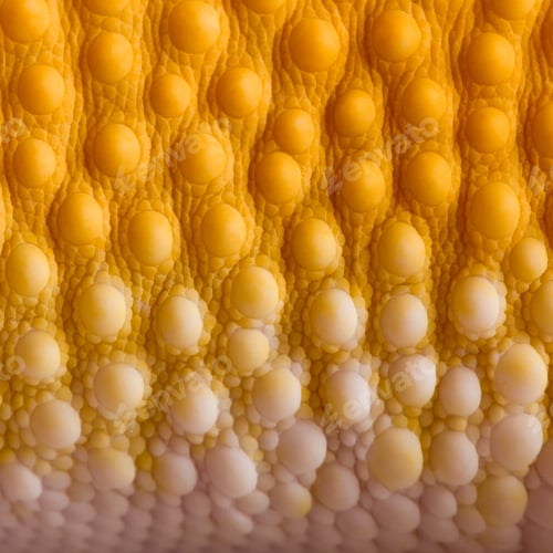 Preview: Close-up of Sunglow Leopard gecko scales, Eublepharis macularius