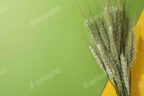 Preview: Green wheat spikes on color background, flat lay. Space for text