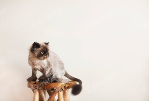 Preview: Persian Cat Extreme