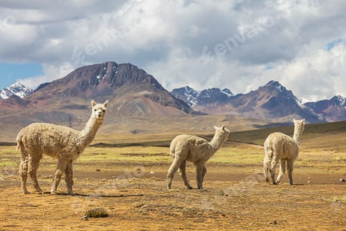Preview: Alpaca