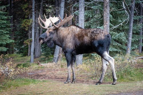 Preview: Large brown black bull moose standing in a park