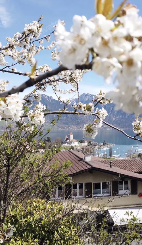 Preview: Spring