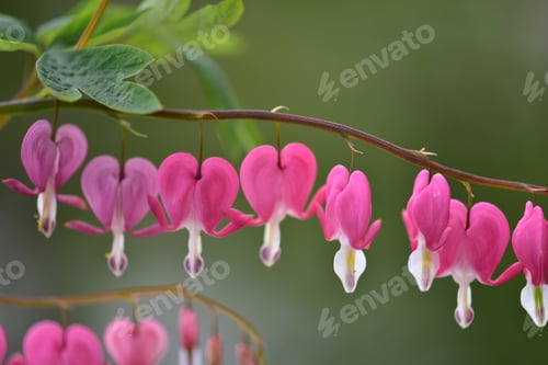 Preview: Close-up image of nice heart shaped flowers that grow in spring and early summer.