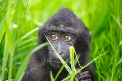 Preview: Crested Macaque baby (Macaca Nigra)