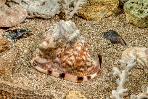 Preview: King Helmet seashell underwater