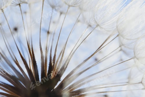 Preview: dandelion at sunset . Freedom to Wish. Dandelion silhouette fluffy flower on sunset sky. Seed macro