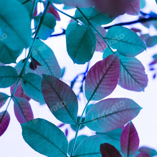 Vista previa: Vibrant array of colorful leaves dangling from tree branches against a bright sky