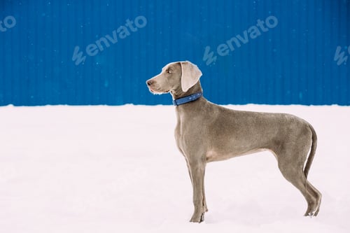 Preview: Beautiful Weimaraner Dog Standing In Snow At Winter Day. Large D