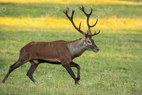 Preview: Vital red deer stag running on meadow in autumn nature