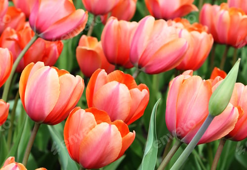 Preview: beautiful tulips