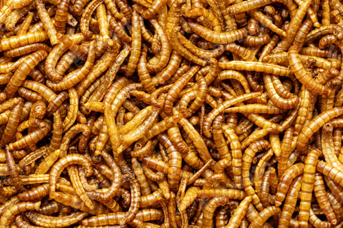 Preview: Fried salty worms. Roasted mealworms.
