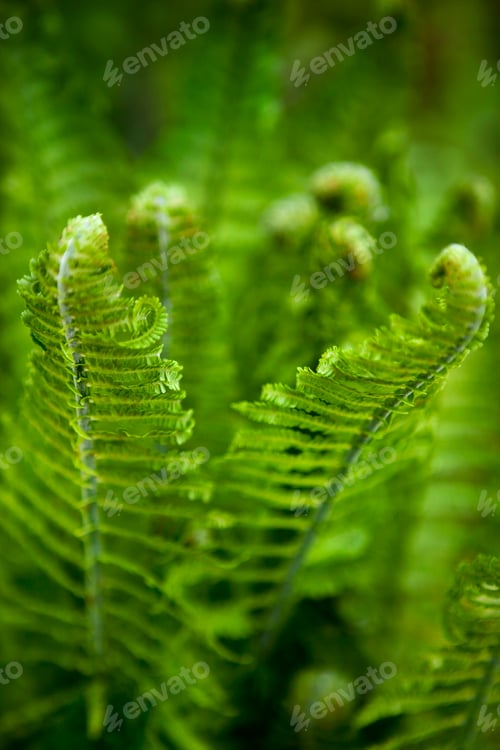 Vista previa: Fern in Spring