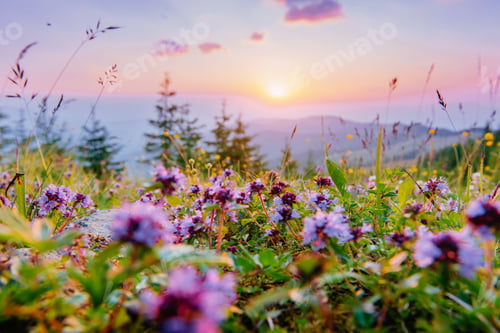 Preview: wildflowers in the mountains at sunset