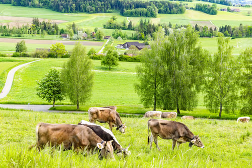 Preview: Cows graze on meadows on hills against the backdrop of a village