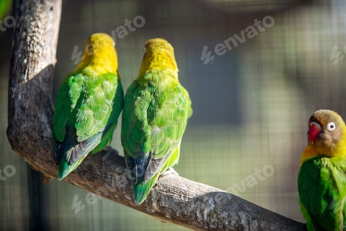 Preview: Colorful parrots in a cage at a zoo