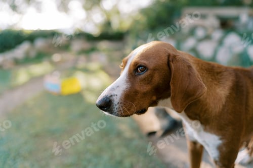 Preview: Brown dog is standing in the park. Portrait