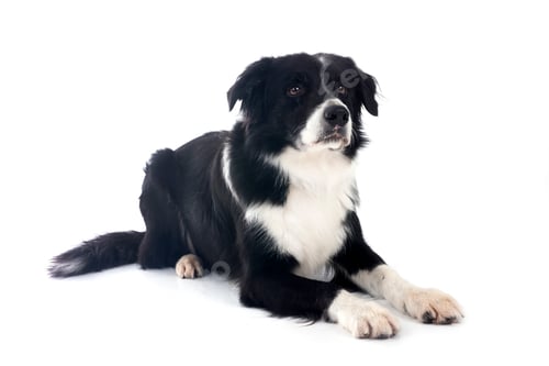 Preview: border collie in studio