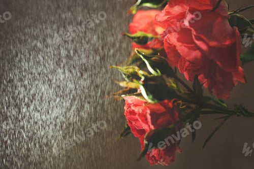 Preview: red rose with strong contrast and water drops on a black background
