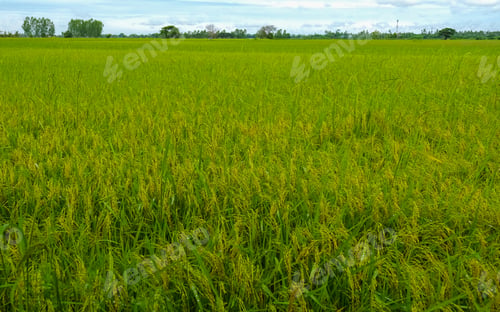 Preview: Rice field in central Thailand, paddy field of rice during rain monsoon season in Thailand