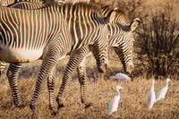 Preview: Group of Grevy's zebras in Samburu national reserve, North Kenya