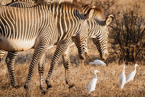 Preview: Group of Grevy's zebras in Samburu national reserve, North Kenya